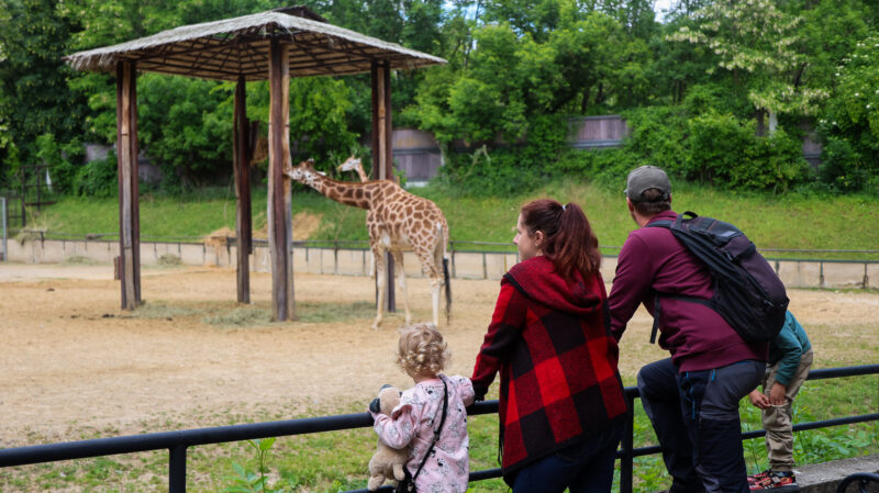 Rodina pozerajúca sa na žirafy v Bratislavskej Zoo