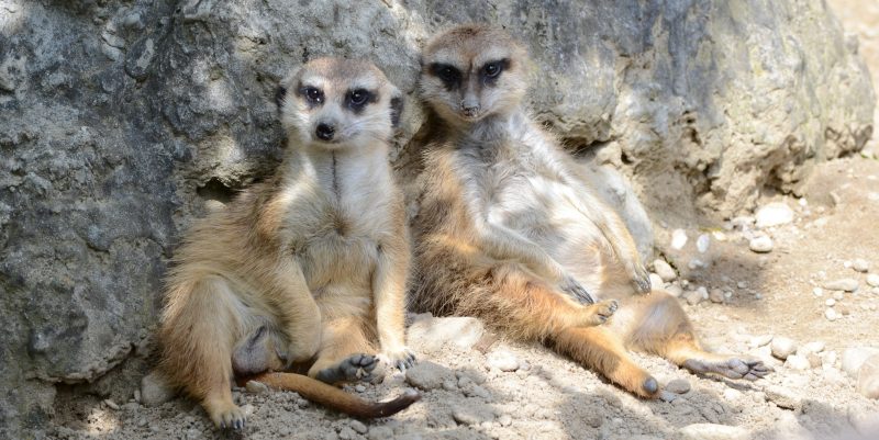 surikaty zoo zvierata