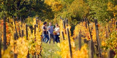 Small Carpathians wine route