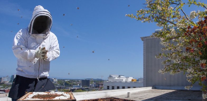 Urban Beekeeping – A New Trend in Bratislava