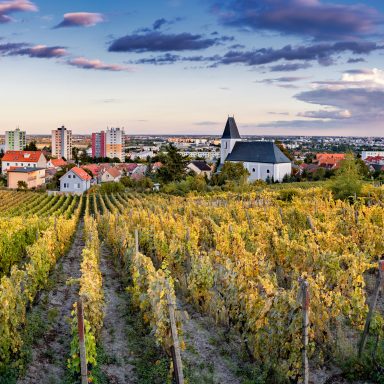 Into Forests and Vineyards