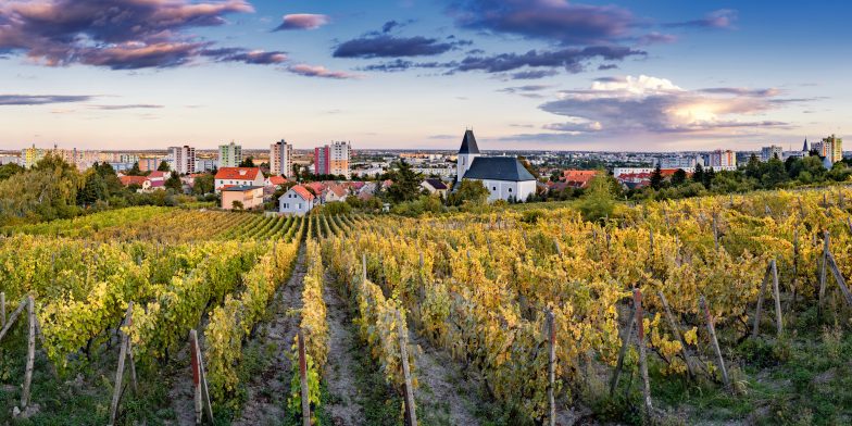 bratislava-celebrates-young-wines-on-martinmas-visit-bratislava-news