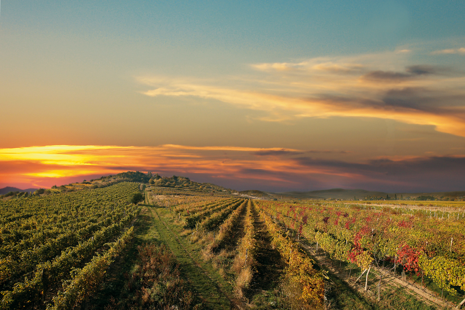 The Time Of Little Carpathian Vintages Visit Bratislava