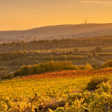 Nadišiel čas malokarpatských vinobraní