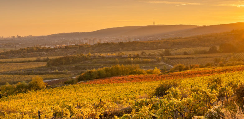 Nadišiel čas malokarpatských vinobraní